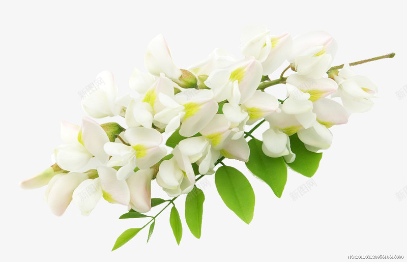 槐花png免抠素材_新图网 https://ixintu.com 大自然 槐花 绿叶