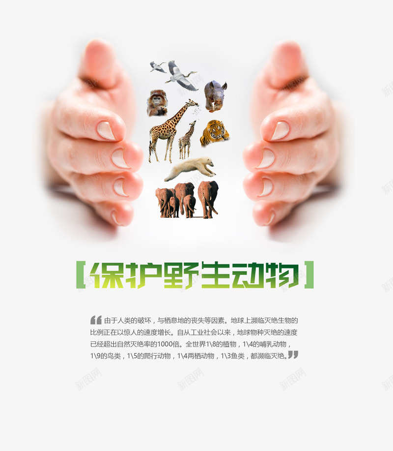 保护动物psd免抠素材_新图网 https://ixintu.com 公益海报 关爱野生动物 动物保护 北极熊 双手呵护 大象 湿地 犀牛 猴子 老虎 野生动物 长颈鹿 鹤