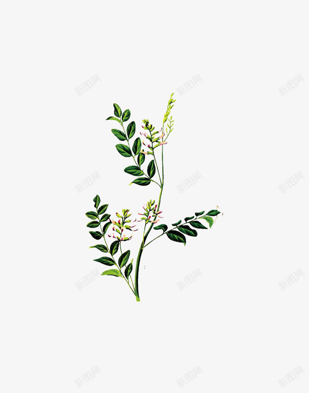 甘草png免抠素材_新图网 https://ixintu.com 植物 甘草 草药 药材