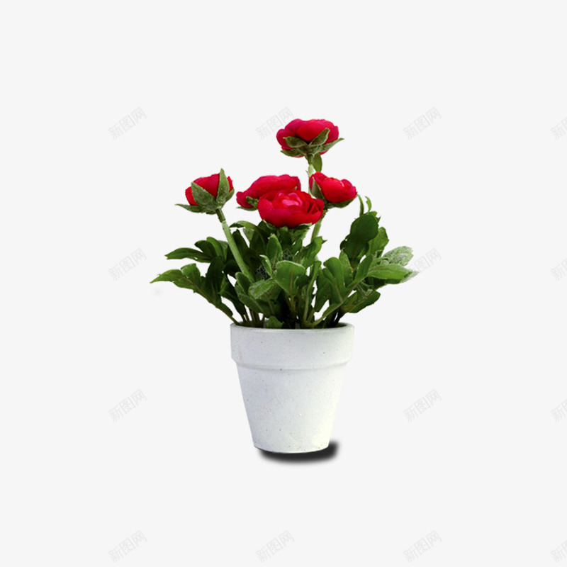 清新的盆栽红花绿叶psd免抠素材_新图网 https://ixintu.com 植物 盆栽 红花 绿叶