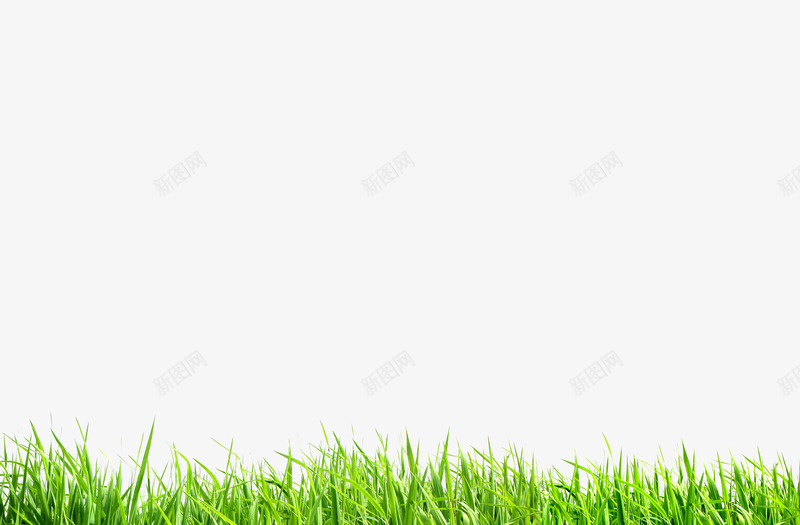 绿色的小麦苗png免抠素材_新图网 https://ixintu.com 嫩芽 小麦苗 春季 生命力 绿色 草丛 草地 踏青 麦苗