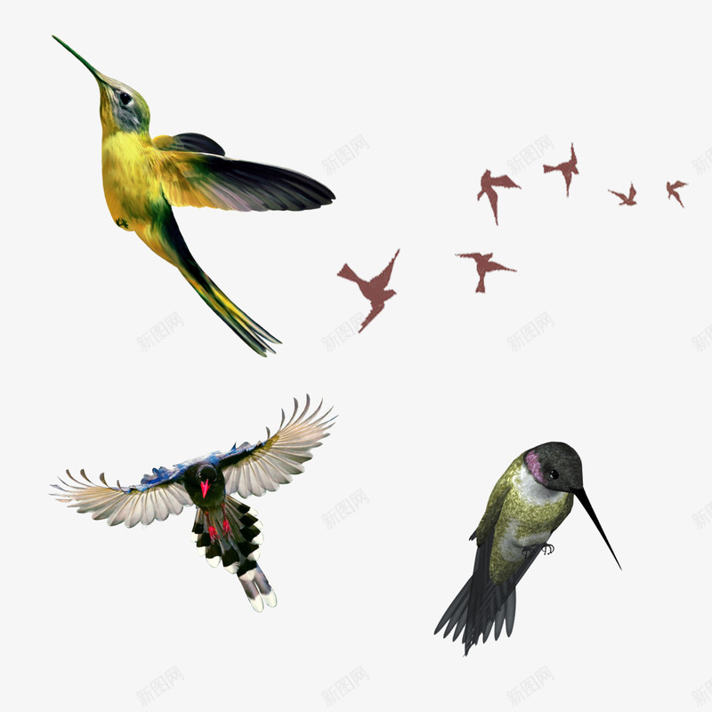 工笔画水墨鸟类png免抠素材_新图网 https://ixintu.com 动物 工笔鸟 插画 水墨画 素材 鸟类