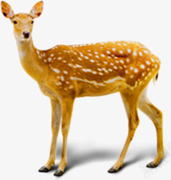 可爱动物梅花鹿凝望png免抠素材_新图网 https://ixintu.com 凝望 动物 可爱 梅花鹿