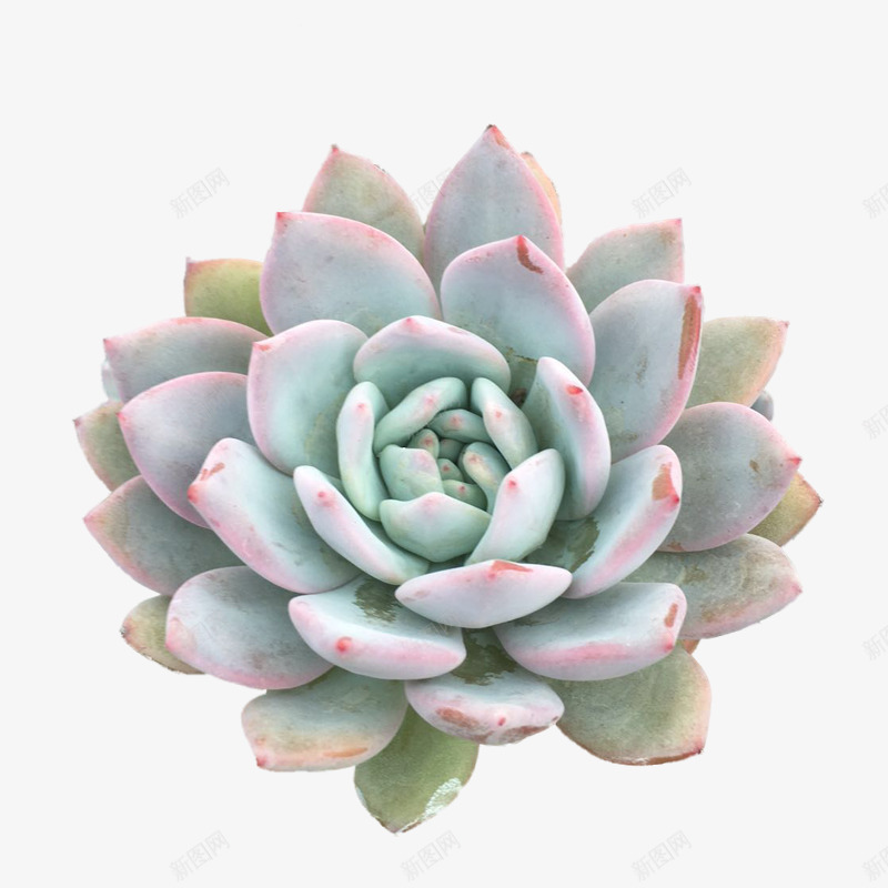 可爱多肉植物png免抠素材_新图网 https://ixintu.com 多肉 小清新 植物 素材 肉多多