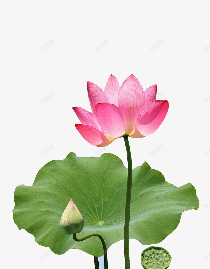 美丽的荷花手绘图png免抠素材_新图网 https://ixintu.com 手绘图 植物 绿植 花苞 花骨朵 荷叶 荷塘 荷花