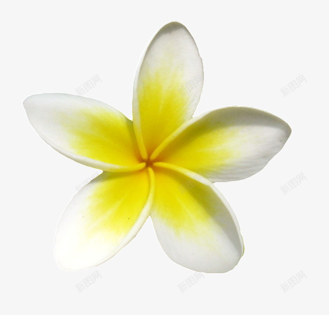 一朵小黄花鸡蛋花png免抠素材_新图网 https://ixintu.com 小黄花 花卉 鲜花 鸡蛋花