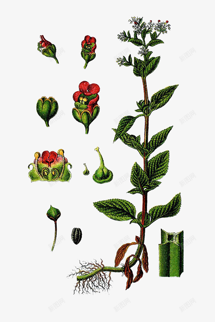 玄参药草插画png免抠素材_新图网 https://ixintu.com 中草药手绘 水 玄参科 玄参药草插画 红色花 草本植物 药材