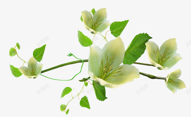苹果花绿叶png免抠素材_新图网 https://ixintu.com 绿叶 苹果花