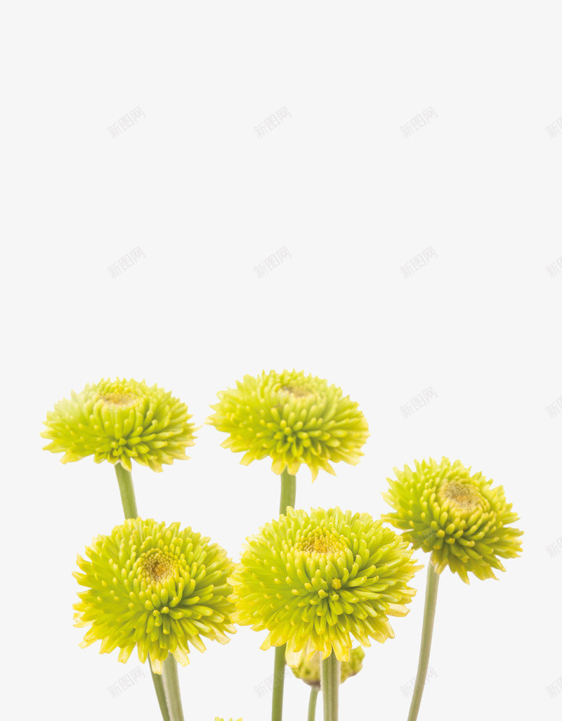 菊花png免抠素材_新图网 https://ixintu.com 植物 花朵 花瓣 菊花图案 菊花花束 鲜花 黄色