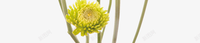 菊花png免抠素材_新图网 https://ixintu.com 植物 花朵 花瓣 菊花图案 菊花花束 鲜花 黄色