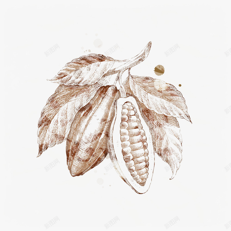 手绘可可豆png免抠素材_新图网 https://ixintu.com 半透明 可可豆 手绘 棕色
