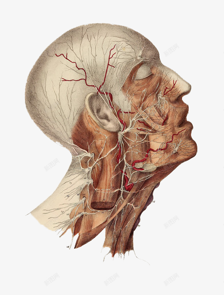 大脑血管png免抠素材_新图网 https://ixintu.com 人体经脉 人体结构 动物血管 叶脉 心血管系统 生物医学插图 脉管束