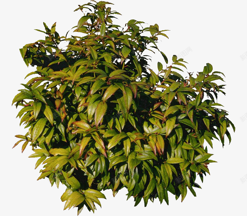 芒果树png免抠素材_新图网 https://ixintu.com 枝叶 树 芒果树