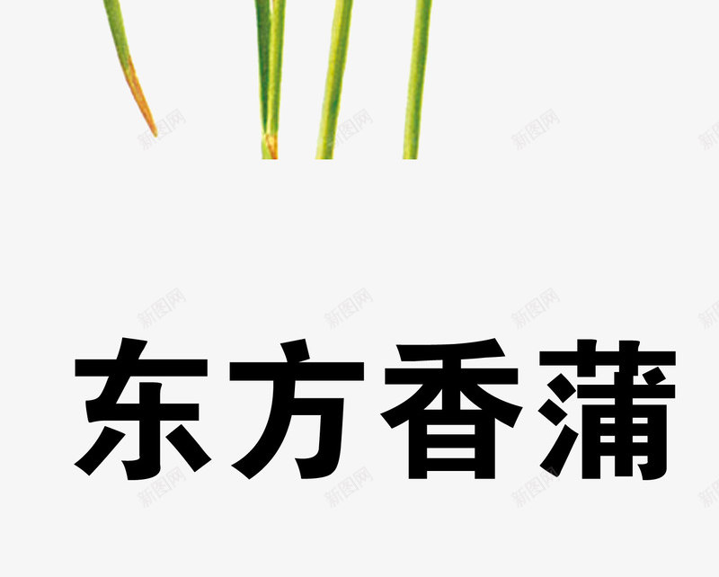 东方香蒲png免抠素材_新图网 https://ixintu.com 中药 医疗保健 本草纲木 百草 草药 药材