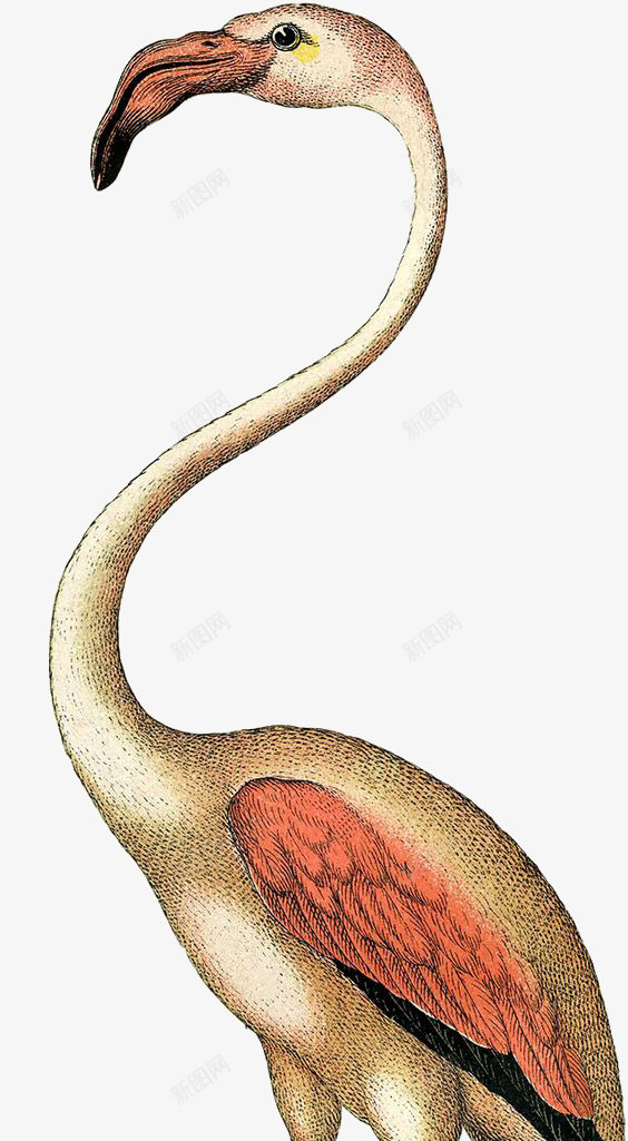 火烈鸟png免抠素材_新图网 https://ixintu.com 动物插画 复古插画 火烈鸟 鸟类