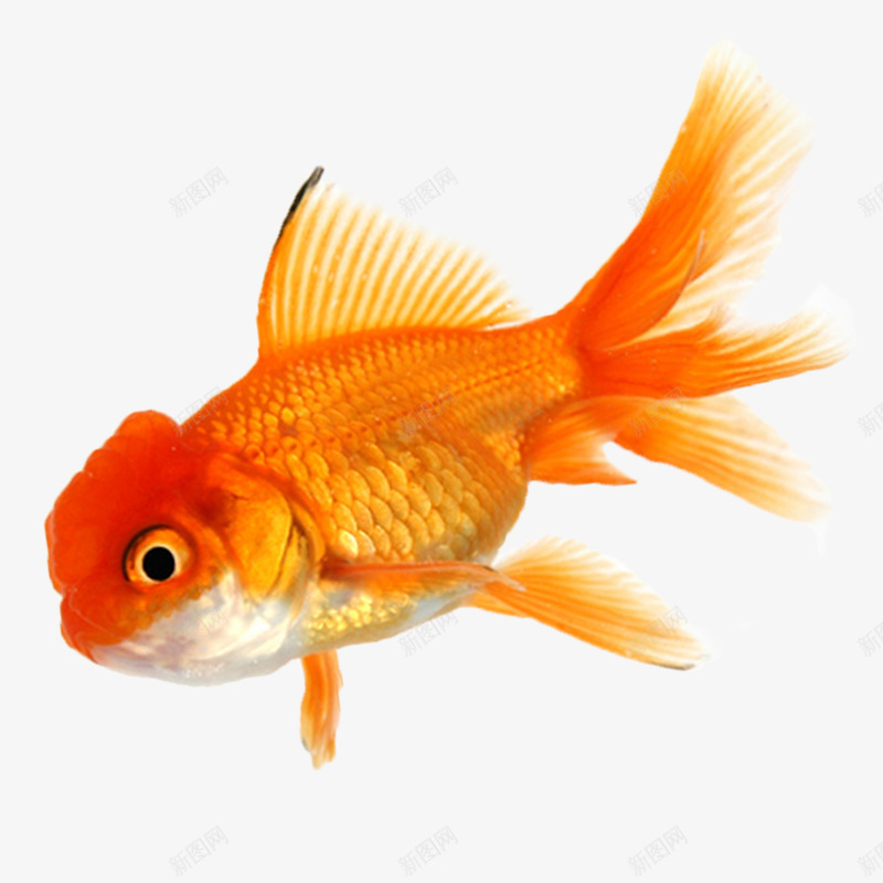 金鱼观赏鱼png免抠素材_新图网 https://ixintu.com 水族箱 热带鱼 热带鱼素材图 观赏鱼 金鱼 鱼
