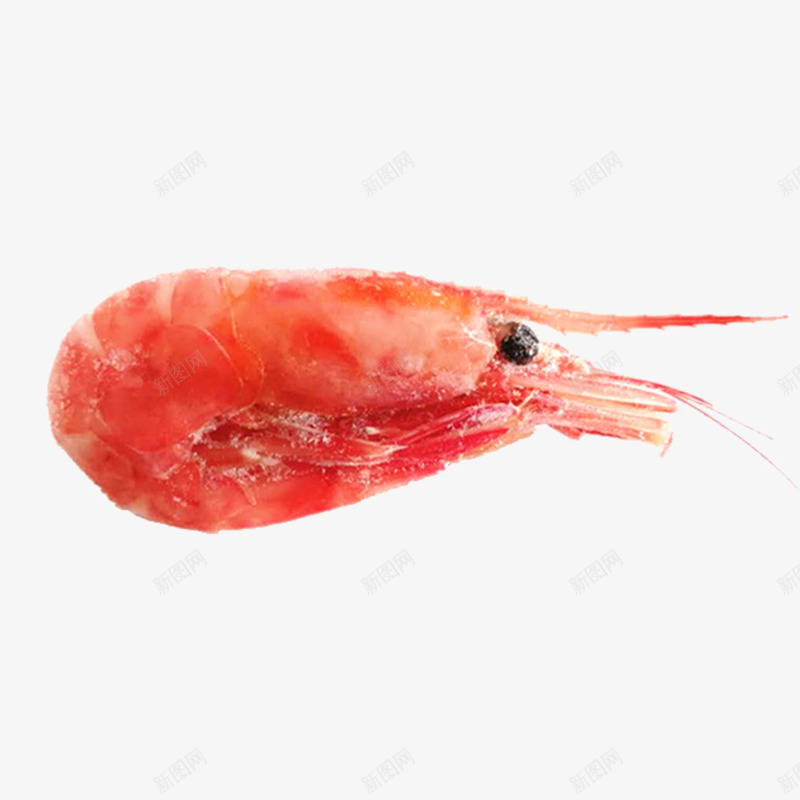 产品实物日本明虾冰虾一只png免抠素材_新图网 https://ixintu.com 产品实物 冰虾 大虾 新鲜食物 日本 明虾 海产 海鲜 生虾 生鲜 食物 食物原料 餐饮美食