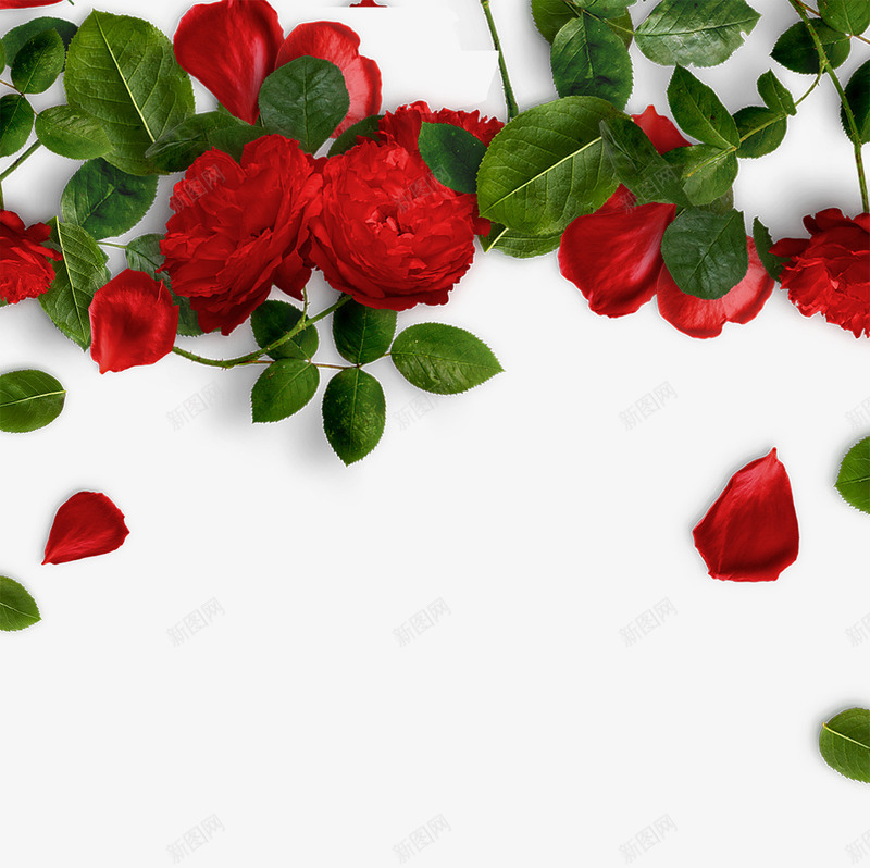 情人节装饰红色玫瑰花png免抠素材_新图网 https://ixintu.com 免抠花朵 情人节 散落的花瓣 玫瑰花 红色 绿色的叶子 装饰