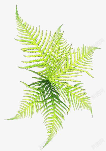 蕨类草本植物png免抠素材_新图网 https://ixintu.com 草本植物 蕨类