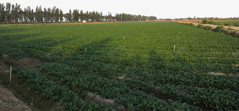 菜园蔬菜基地菜地png免抠素材_新图网 https://ixintu.com 农业 基地 种植 菜园 菜地 蔬菜 蔬菜基地 蔬菜种植 黑色