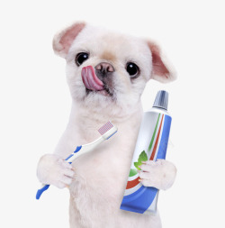 牙刷宠物小狗拿着牙刷和牙膏实物高清图片