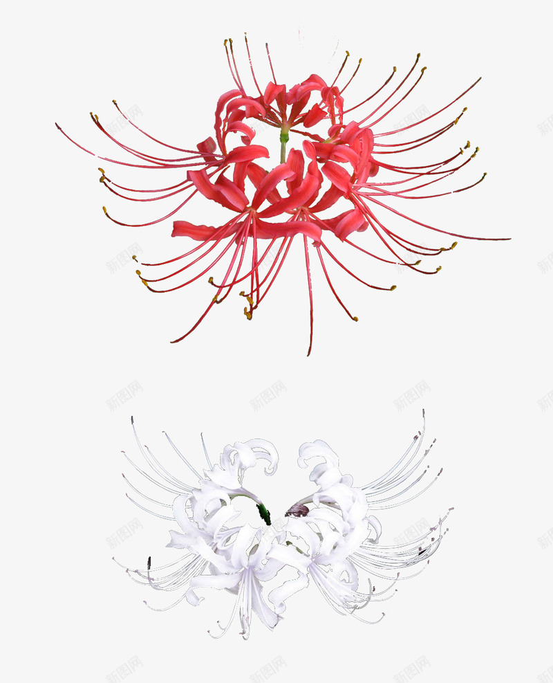 彼岸花psd免抠素材_新图网 https://ixintu.com 彼岸花 曼珠沙华 植物 死亡之花 白色彼岸花 白花 石蒜花 红彼岸 红彼岸花 红色彼岸花 红花 花卉