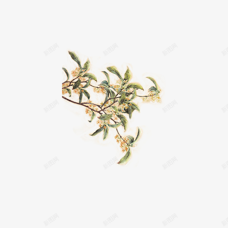 花桂花八月桂花花png免抠素材_新图网 https://ixintu.com 八月桂 桂花 桂花手绘 花