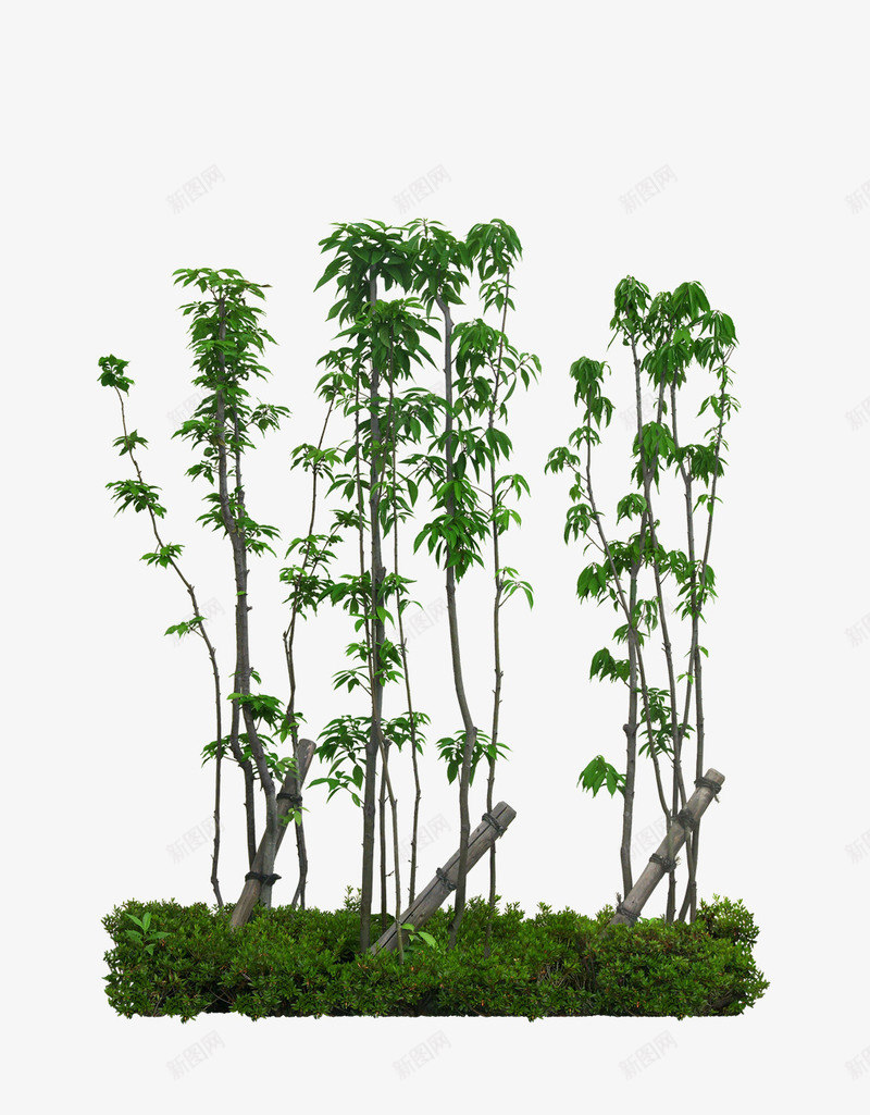 木棉花树木png免抠素材_新图网 https://ixintu.com 木棉 木棉花树 植物 花木 观赏