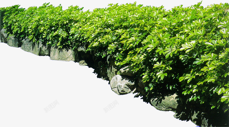 创意摄影绿色草本植物花坛png免抠素材_新图网 https://ixintu.com 创意 摄影 绿色 花坛 草本植物