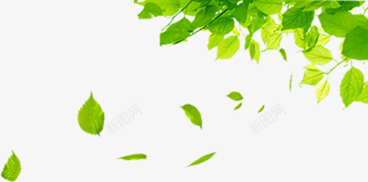 吹落的树叶png免抠素材_新图网 https://ixintu.com 吹落 树叶 空中树叶 绿色