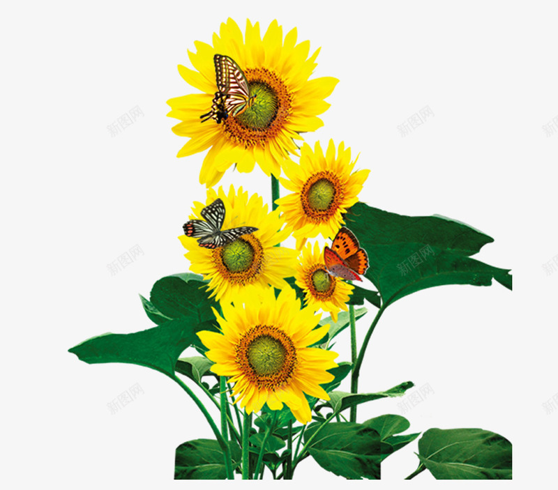 花卉专辑向日葵花儿蝴蝶psd免抠素材_新图网 https://ixintu.com 向日葵 花儿 花卉专辑 蝴蝶