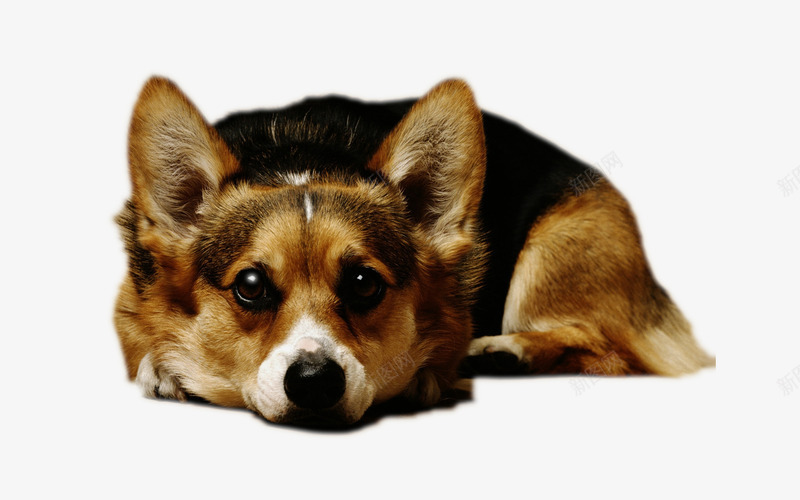 可爱呆萌的柯基犬png免抠素材_新图网 https://ixintu.com 可爱 大屁股基 柯基犬 柯基表情 狗狗 萌神