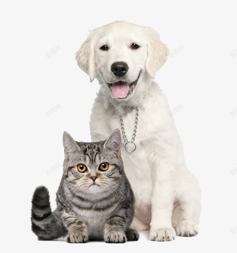 白色拉布拉多png免抠素材_新图网 https://ixintu.com 拉布拉多 狗狗 猫咪 项链