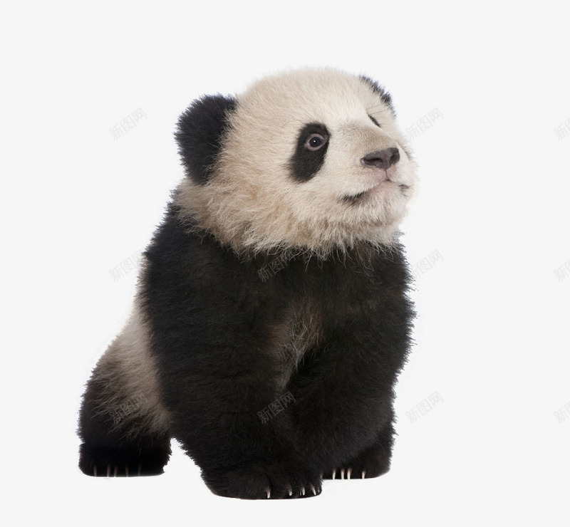 萌萌哒大熊猫png免抠素材_新图网 https://ixintu.com 大熊猫 熊猫 素材 萌萌哒