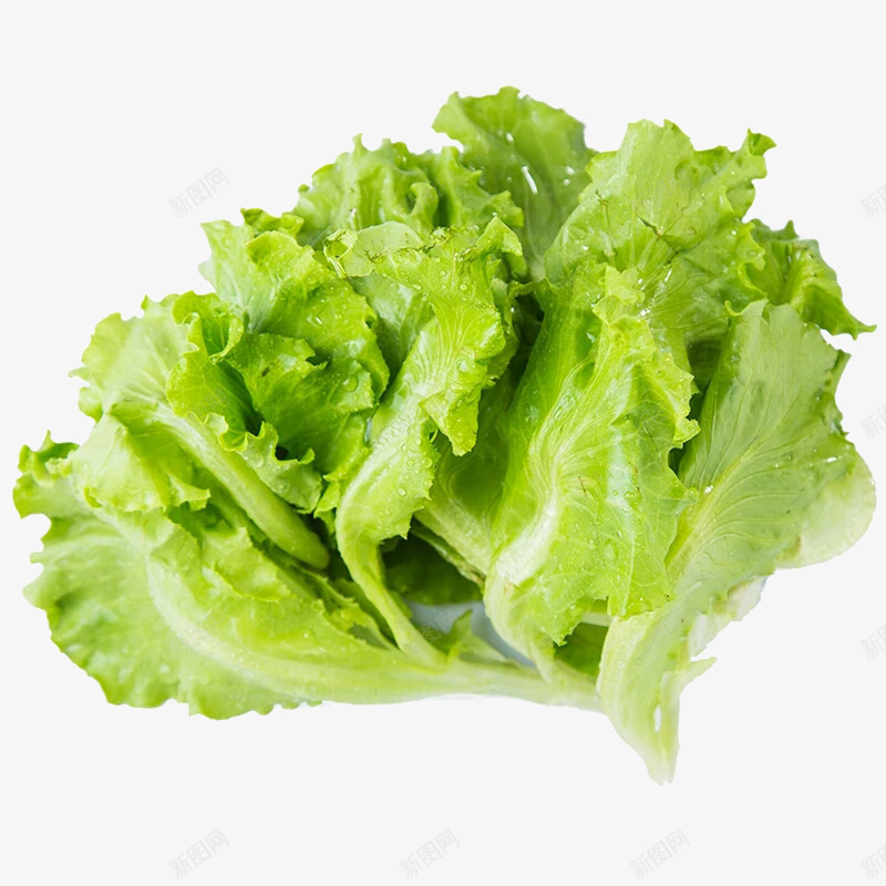 新鲜生菜图png免抠素材_新图网 https://ixintu.com 新鲜生菜 有机蔬菜 火锅食材 绿生菜 美味
