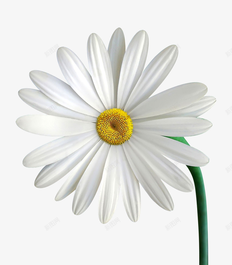 白色菊花洋甘菊psd免抠素材_新图网 https://ixintu.com 白色植物 白色洋甘菊 菊花 菊花图案 装饰元素