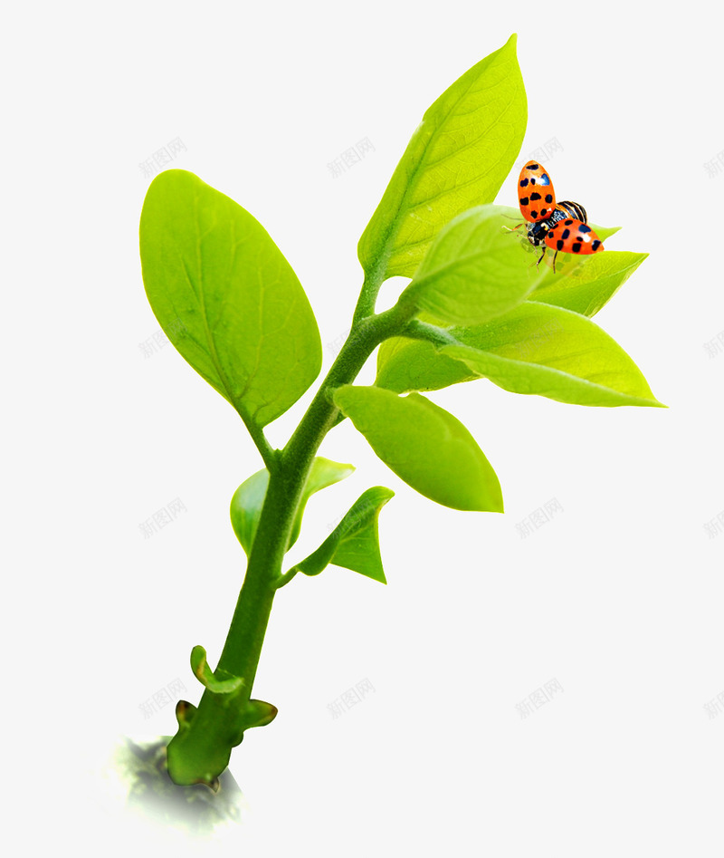 一棵绿色植株png免抠素材_新图网 https://ixintu.com 七星瓢虫 健康 植株 植物 绿色