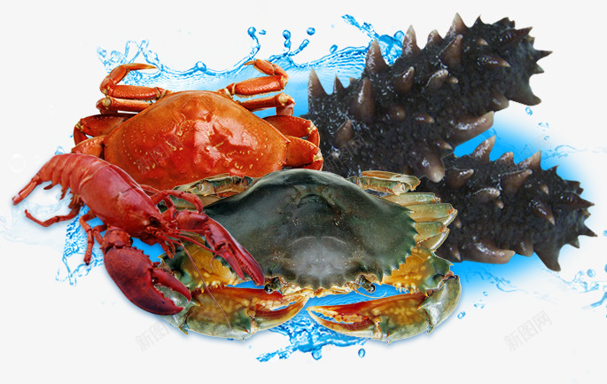 新鲜的海产品海洋生物png免抠素材_新图网 https://ixintu.com 水浪 水花 海产品 海参 海洋生物 海鲜 螃蟹 龙虾