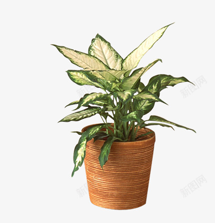精美花瓶png免抠素材_新图网 https://ixintu.com 一棵合果芋 合果芋植物 小盆植物 瓶子 瓶子装饰 精美花瓶 绿色室内植物 花 花盆 装饰