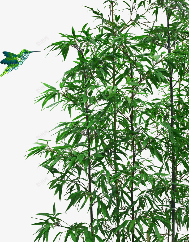 竹子png免抠素材_新图网 https://ixintu.com 小鸟 植物 竹叶 竹子 绿色