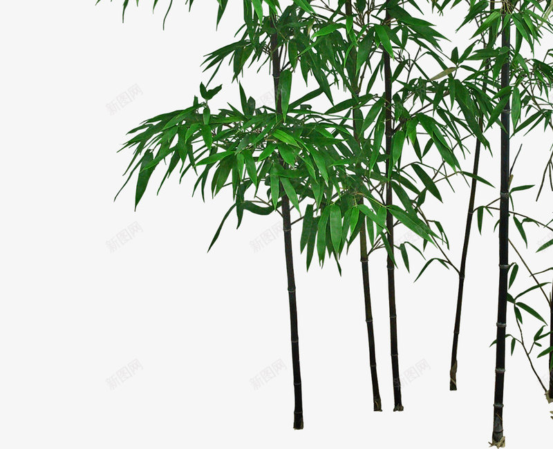 竹子png免抠素材_新图网 https://ixintu.com 小鸟 植物 竹叶 竹子 绿色