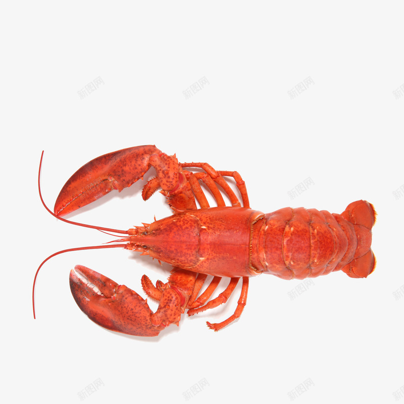 小龙虾png免抠素材_新图网 https://ixintu.com 小龙虾 海鲜 美食 菜品 餐饮 龙虾