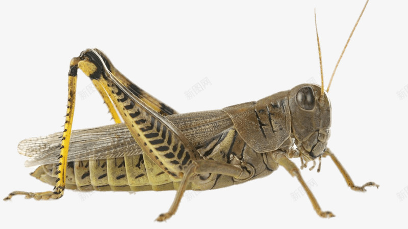 蝗虫害虫png免抠素材_新图网 https://ixintu.com 实物 害虫 昆虫 生物 蝗虫 蝗虫免扣 食草