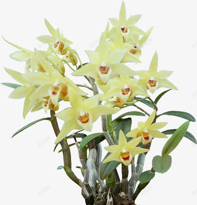 石斛花石斛png免抠素材_新图网 https://ixintu.com 枫斗 石斛 石斛兰 石斛花 铁皮石斛