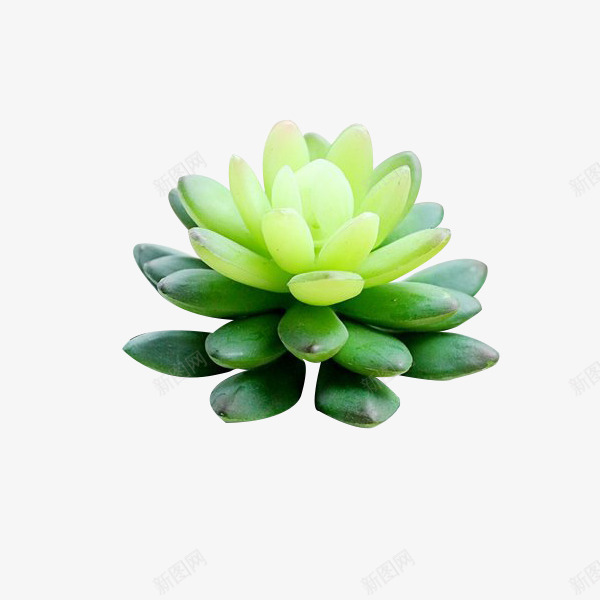 绿色多肉植物png免抠素材_新图网 https://ixintu.com 卡通 商务 多肉植物 手绘 清新 简约 绿色