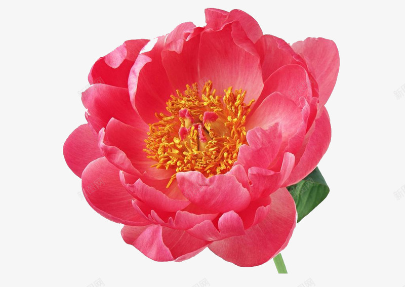山茶花png免抠素材_新图网 https://ixintu.com png素材 免扣 山茶花