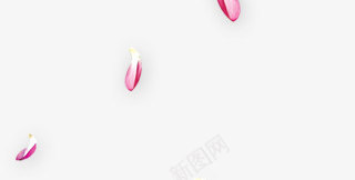 花瓣粉红花瓣飘落特效png免抠素材_新图网 https://ixintu.com 特效 粉红 花瓣 飘落