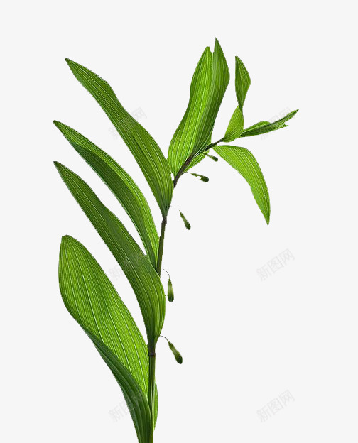 粽子节1png免抠素材_新图网 https://ixintu.com 与粽不同 端午节 端午节快乐 粽子 粽子叶 粽子节