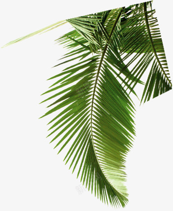 卡通沙滩绿色植物棕叶png免抠素材_新图网 https://ixintu.com 卡通 沙滩 绿色植物