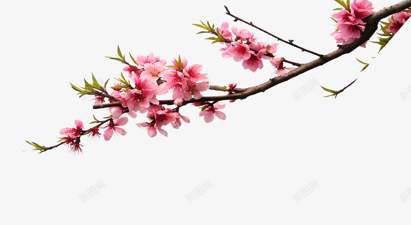 粉嫩桃花枝png免抠素材_新图网 https://ixintu.com 春天 桃花 桃花枝 粉嫩